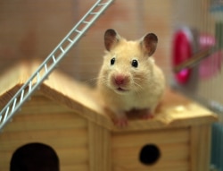 découvrez les symptômes courants des hamsters vieillissants, y compris les changements de comportement, la diminution de l'activité et des problèmes de santé. apprenez à reconnaître ces signes pour offrir à votre petit compagnon une meilleure qualité de vie.