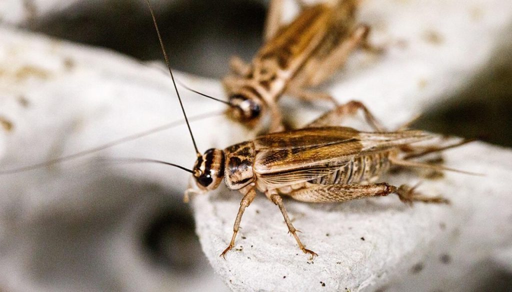 découvrez notre élevage de grillons durable, une solution innovante et respectueuse de l'environnement pour une alimentation riche en protéines. apprenez comment nous cultivons ces insectes avec soin, tout en préservant la biodiversité et en réduisant l'empreinte carbone.