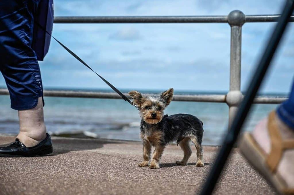 découvrez comment les animaux de terrier interagissent avec votre jardin. apprenez des astuces pour protéger vos plantes tout en appréciant la présence de ces créatures fascinantes. améliorez l'harmonie entre votre espace extérieur et la faune locale.