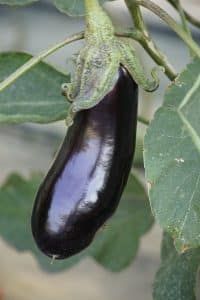 Comment congeler des aubergines en cubes pour une utilisation facile