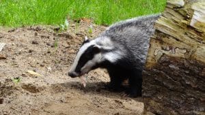 Les animaux de terrier : comment ils interagissent avec votre jardin