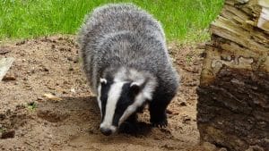 Les animaux de terrier : comment ils interagissent avec votre jardin