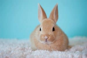 Acheter un lapin en animalerie : ce que vous devez savoir avant de faire votre choix