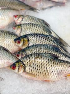 Tout savoir sur le filet de tilapia : avantages nutritionnels et recettes variées