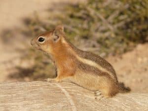 Écureuil bébé : tout ce qu'il faut savoir sur leur soin et leur habitat