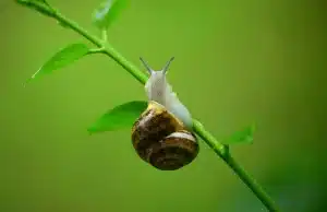 Quel fruit préfèrent les escargots ?