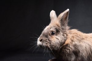 Acheter un lapin en animalerie : ce que vous devez savoir avant de faire votre choix