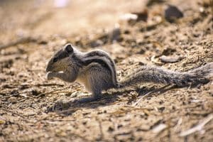 Écureuil bébé : tout ce qu'il faut savoir sur leur soin et leur habitat